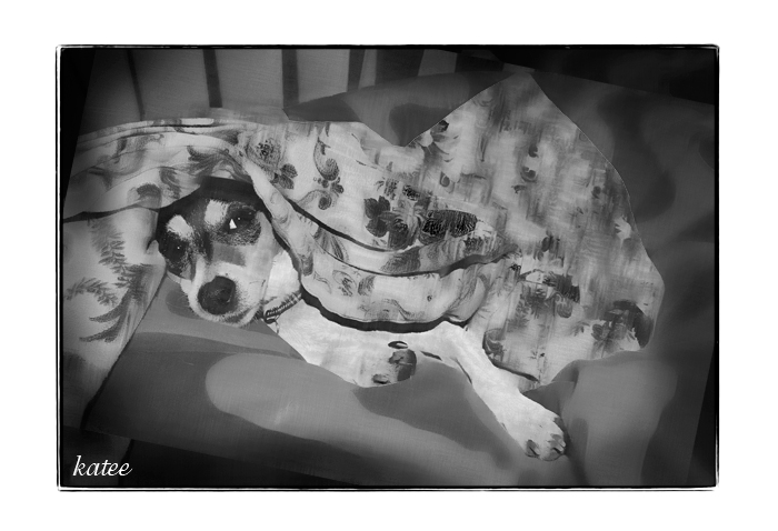 day 16. SEPT B&W. dog tired ..