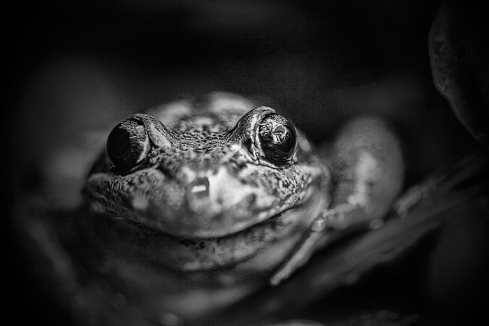 day 22. SEPT B&W. who's a pretty boy?!