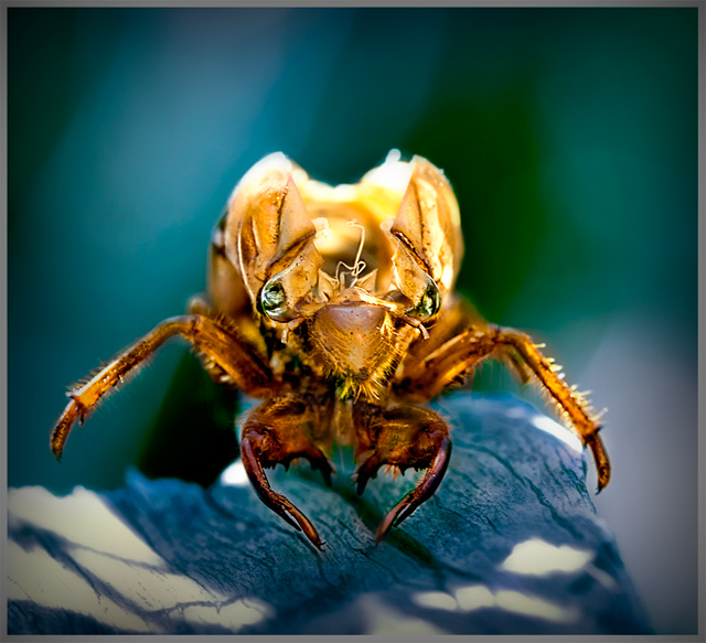 day 15. slice of life. cicada1