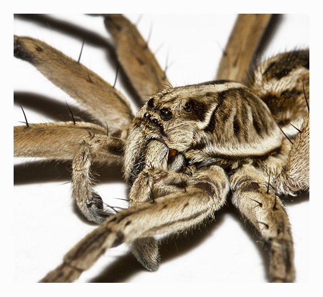 day 15. slice of life. wolf spider