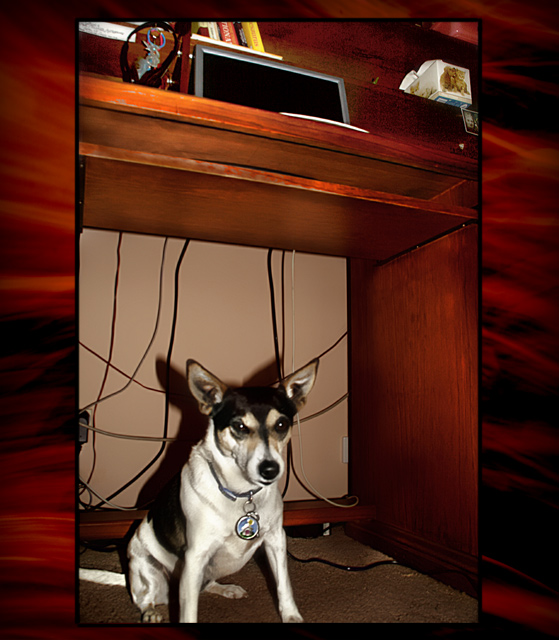 day 17. slice of life. a loyal friend