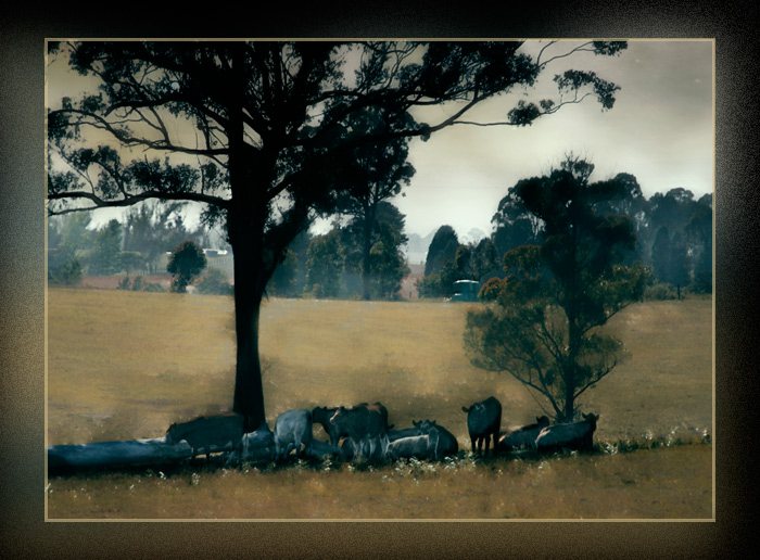 day 23. slice of life. cattle