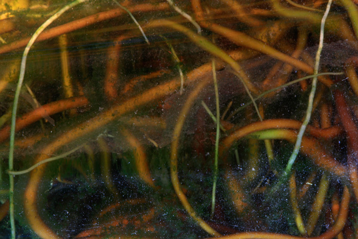 roots2-s4w.jpg