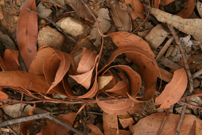 leaves2-s4w.jpg