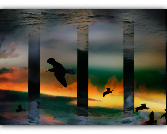 day 11. overlays. seagulls