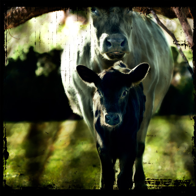 day 19. overlays. cow and calf 