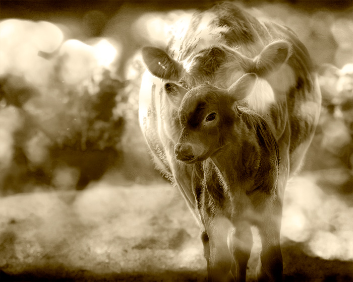 day 19. overlays. cow and calf in sepia