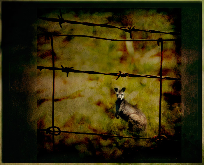 day 21. overlays. kangaroo & barbed wire