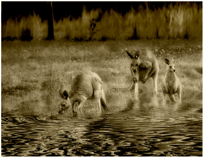 day 25. overlays. 3 kangaroos in sepia