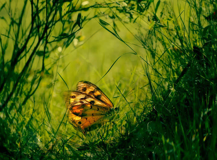 day 3. december slice of life. common brown butterfly