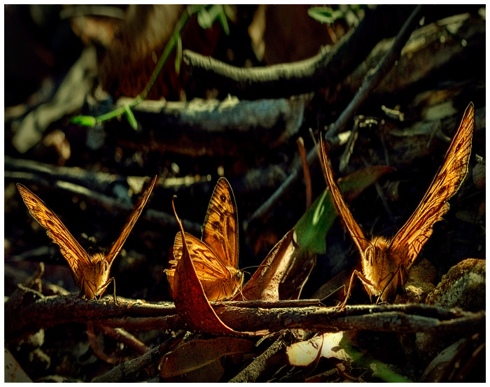 day 12. december slice of life. one butterfly or three?!