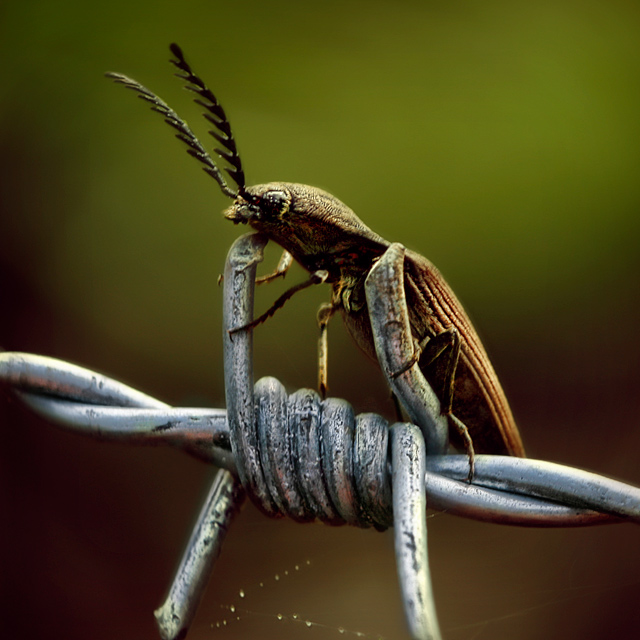 IMG_29421-bug-on-barbed-wire-s4w.jpg