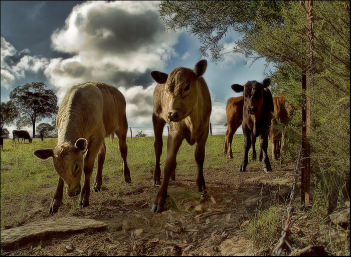 day 1. jan 08 where i live. curious calves