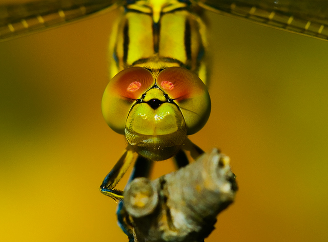 IMG_31381-dragonfly1s4w.jpg