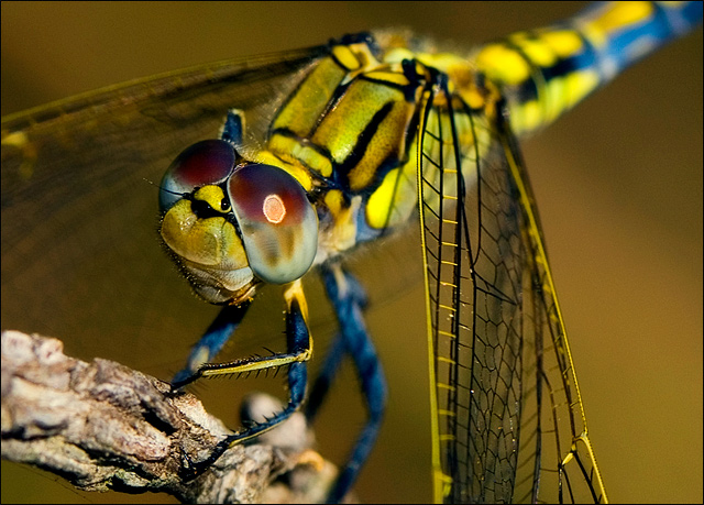 IMG_31966-dragonfly-s4w.jpg
