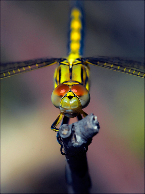 IMG_31381-dragonfly2-s4w.jpg