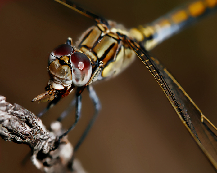 IMG_31981-dragonfly-eating-s4w.jpg