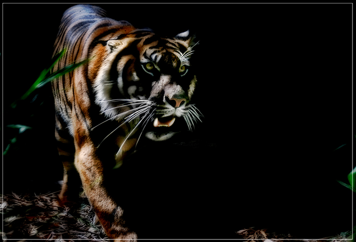 day 21. january 08. where i live. predator