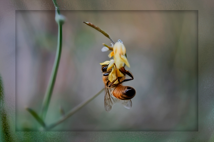 day 17. feb 08. slice of life. a bee