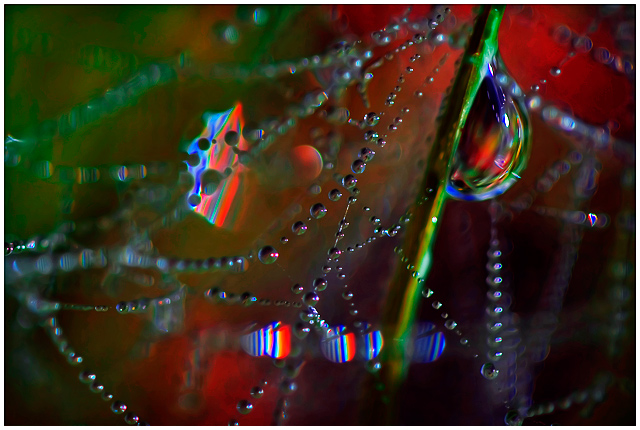 a miniature world beneath my feet