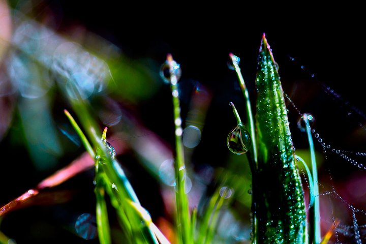 morning dew