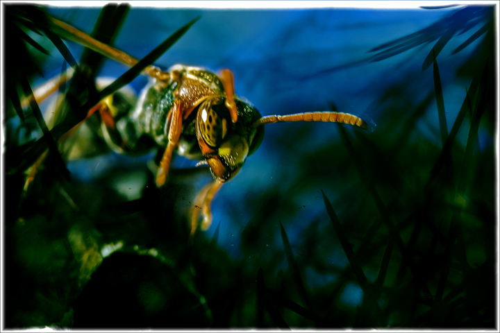 4-apri 08. insects & incidentals. wasp in reeds