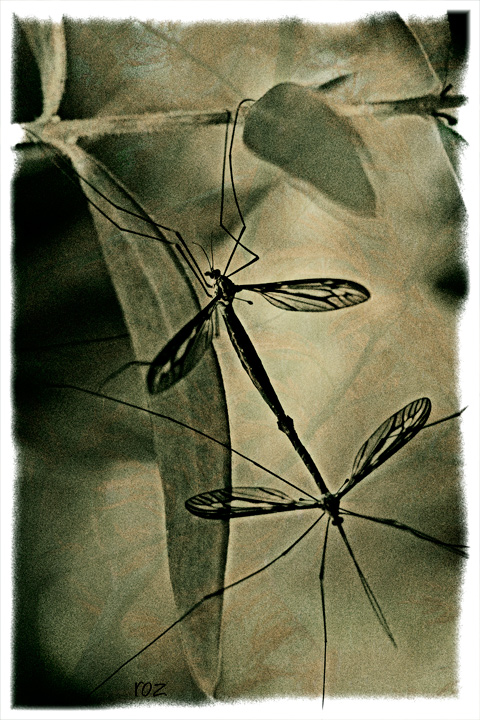 8-april 08. insects & incidentals. ballet of the crane flies