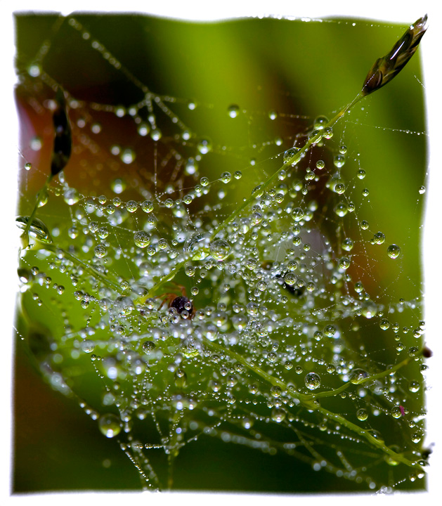 9-april 08. insects & incidentals. a watery abode