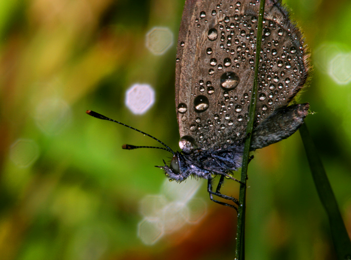 IMG_41268-facing-down-smlr-cropd-s4w.jpg