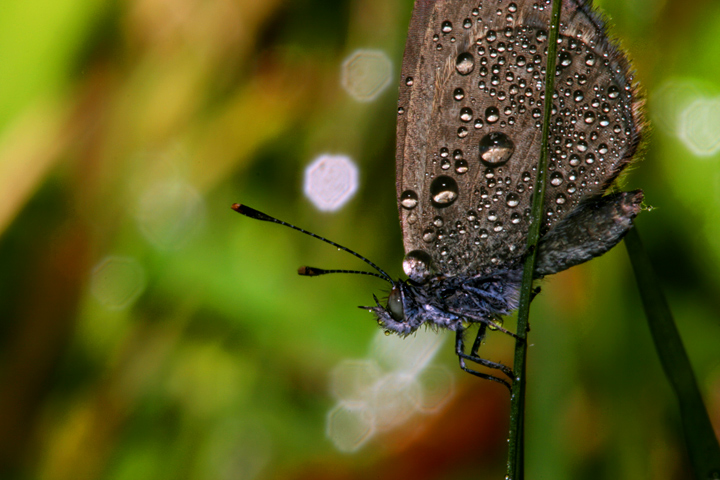 13-april 08. insects & incidentals. dew drops