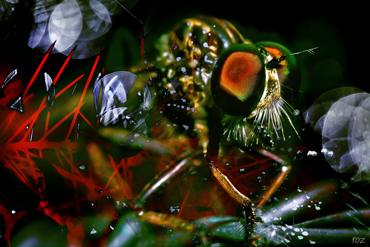 18-april 08. insects & incidentals. robberfly with overlays