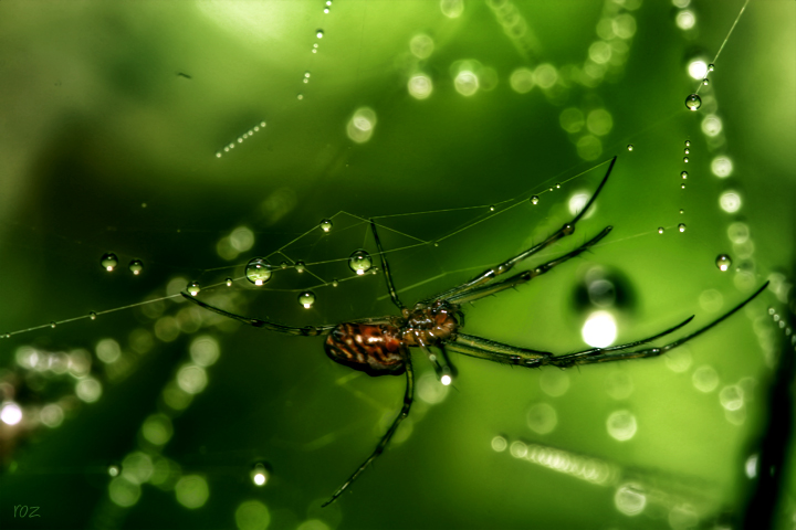 25-april 08. insects & incidentals. a spider