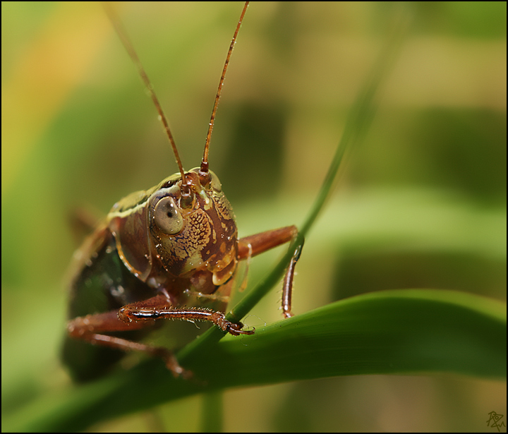 27-april 08. insects & incidentals. grasshopper