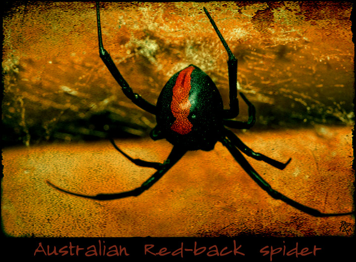 28-april. insects & incidental. red-back