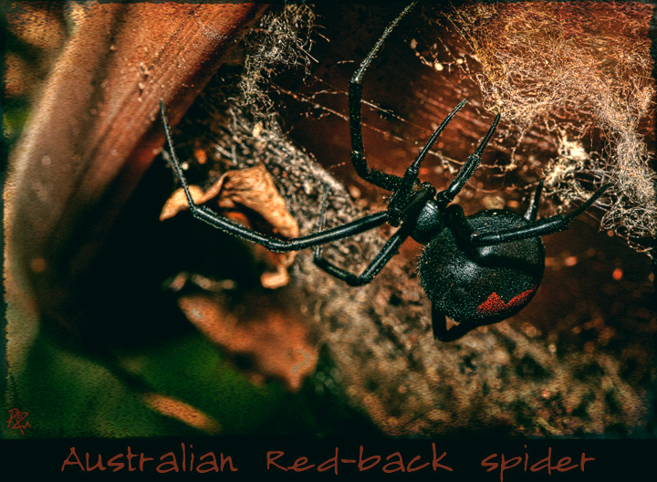 28-april. insects & incidentals. red-back spider