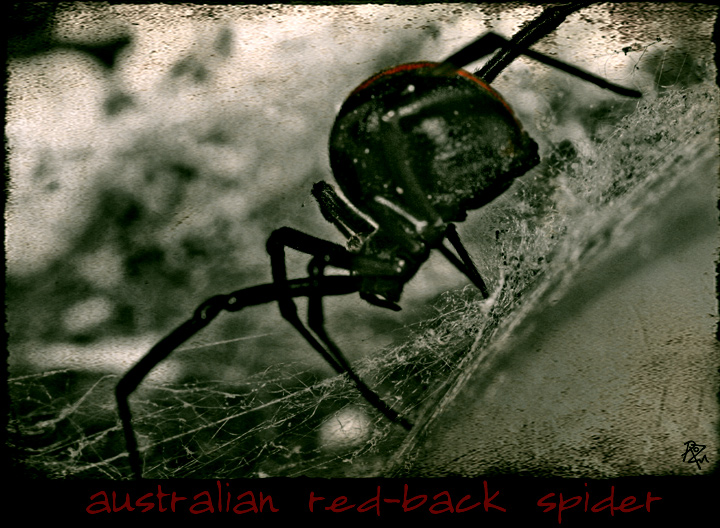 28-april 08. insects & incidentals. red-back desat