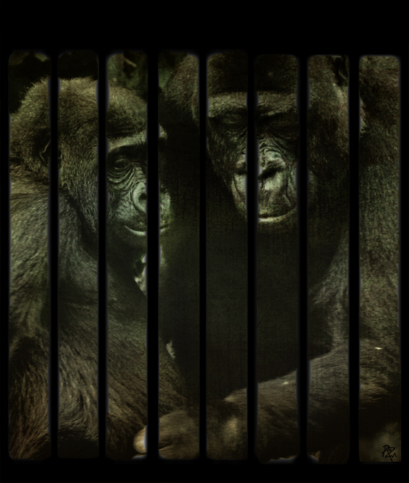 15-may 08. gorillas behind bars