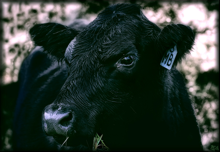 2-june 08. before&after. a cow