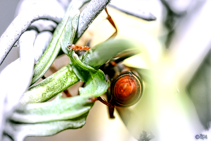 13-june 08. before&after. high key paper wasp