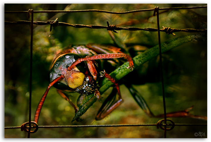 3-july 08 overlays. paper wasp