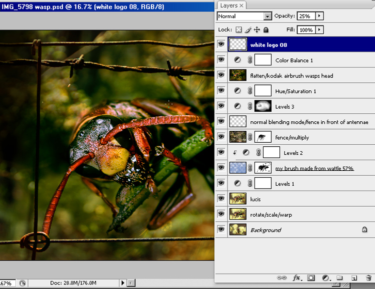 IMG_5798-wasp-WORKFLOW-s4w.jpg