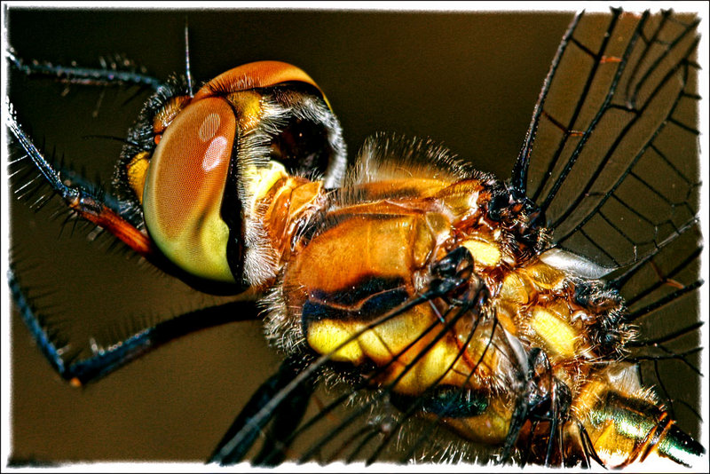 12-october 08 macro. dragonfly