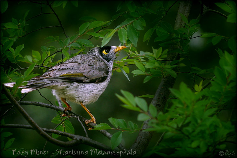 5-nov 08 slice of life. honeyeater