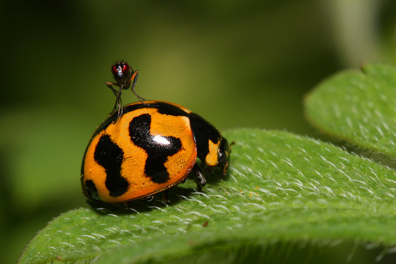 IMG_6876-ladybird-and-passenger-s4w.jpg
