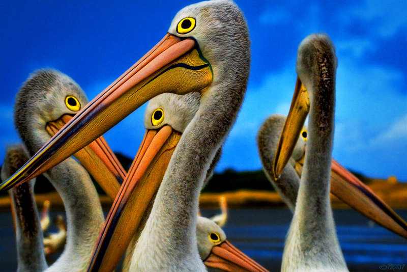 pelicans