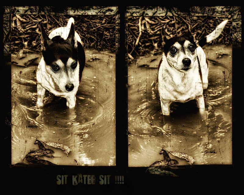 12-feb 09 diptychs. sit katee, sit !!