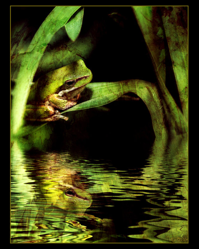 14-march 09 unconventional. frog