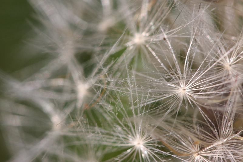 dandelion-IMG_6087-s4w.jpg