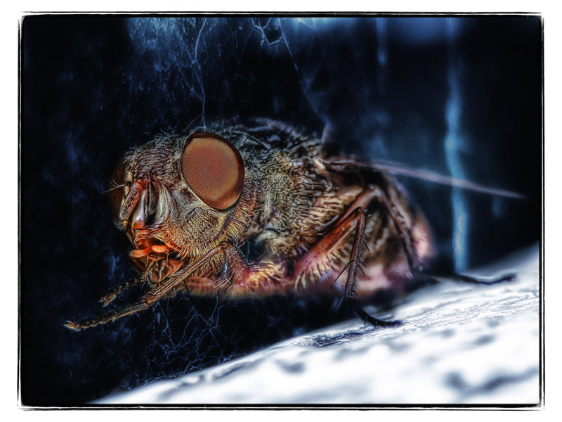 3-may overlays - Lesser Brown Blowfly