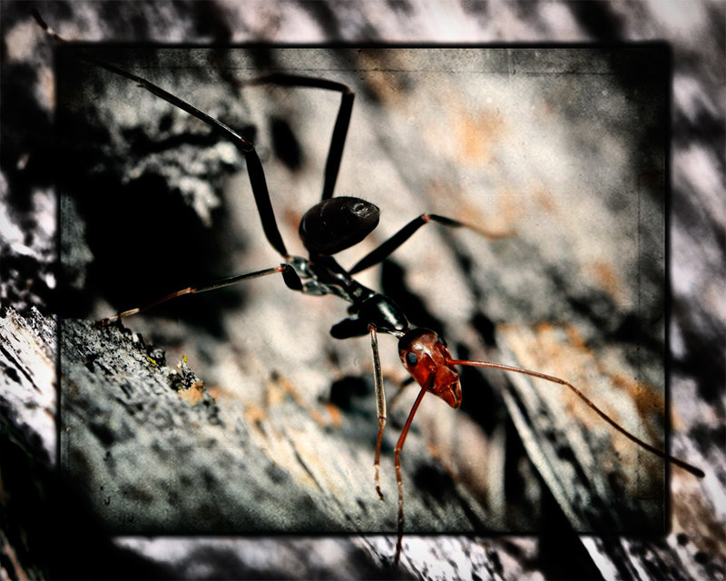 10-may 09 overlays. red faced ant